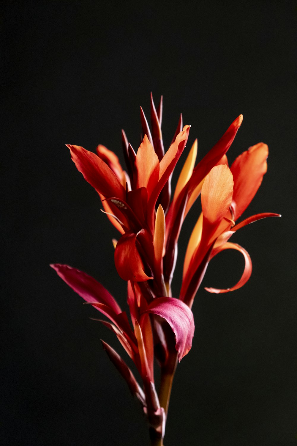 red and yellow tulips in bloom