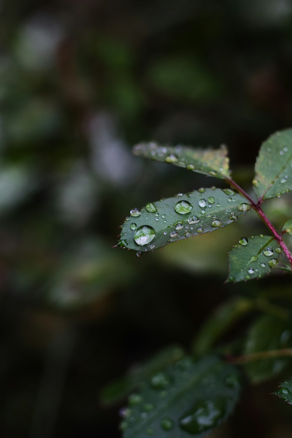 water droplets on green leaf