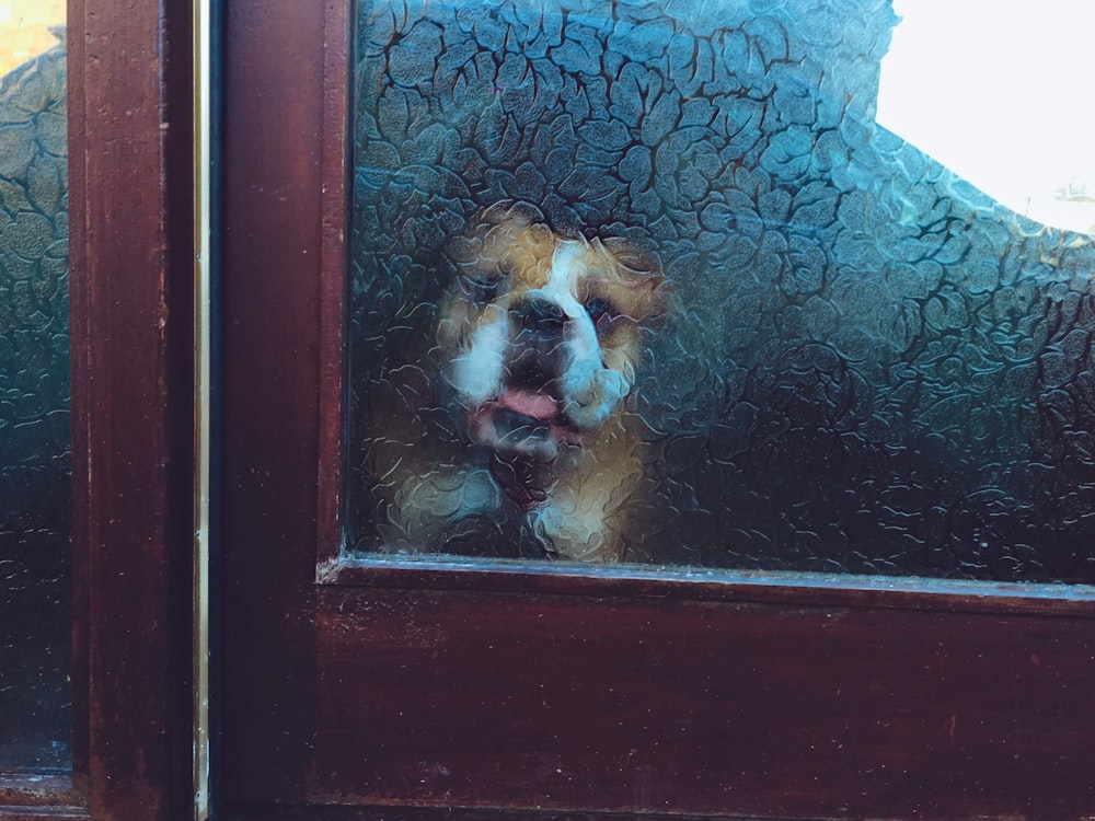 brown and white long coated dog