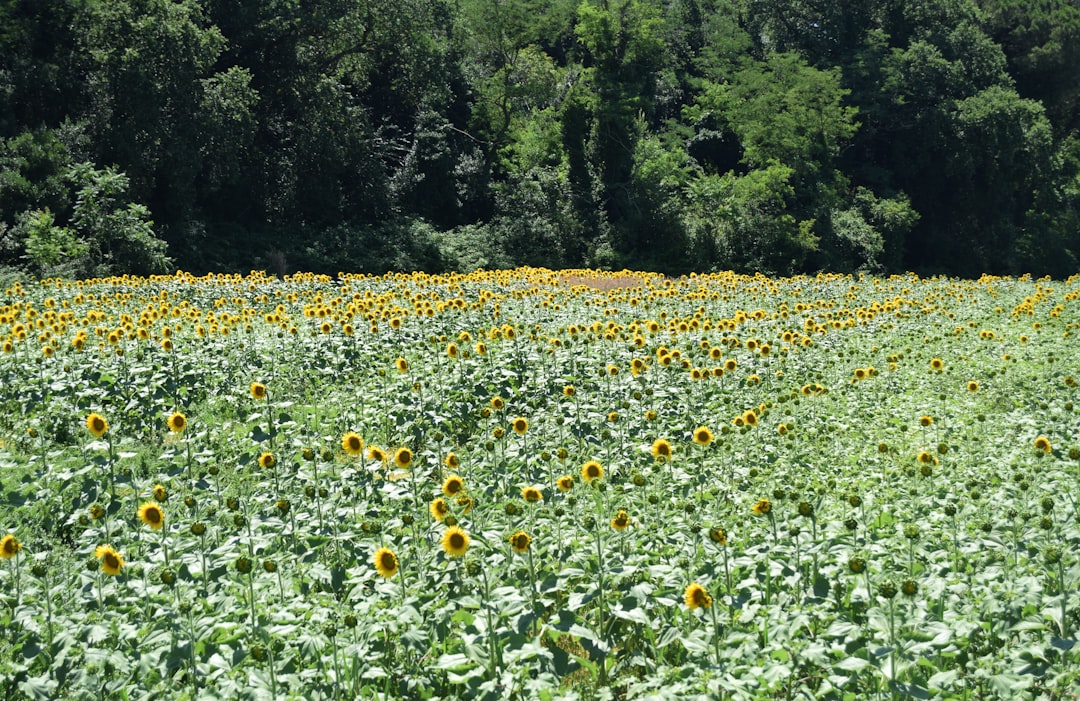 yellow flower field during daytime