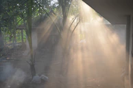 Sunlight filtering through dense jungle foliage onto a cozy meditation space.