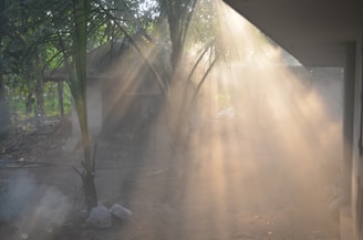 Sunlight filtering through ancient trees over traditional thatched cottages at Vedic Gram