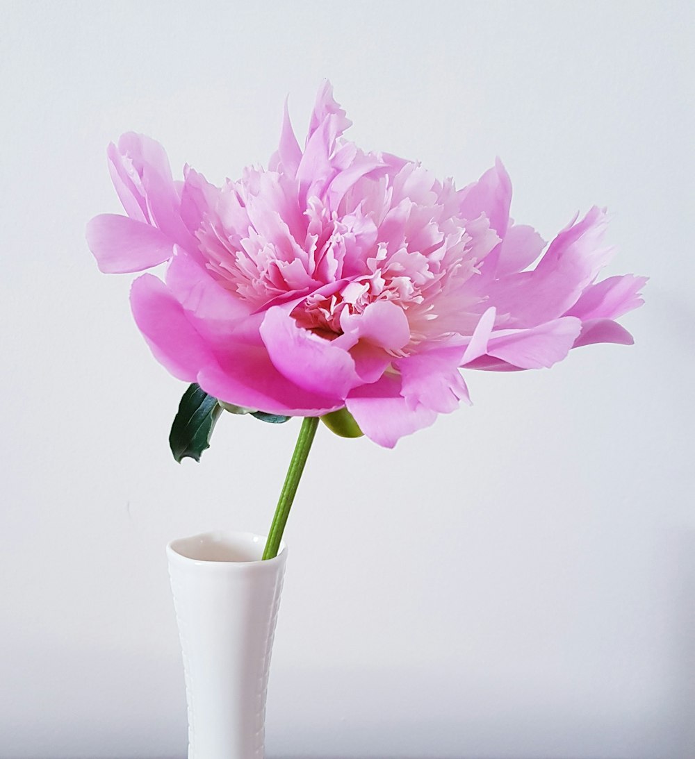 flor rosa en jarrón de cerámica blanca