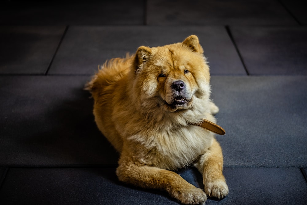 brown and white long coated dog