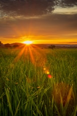 green grass field during sunset