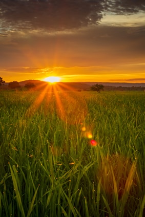 green grass field during sunset