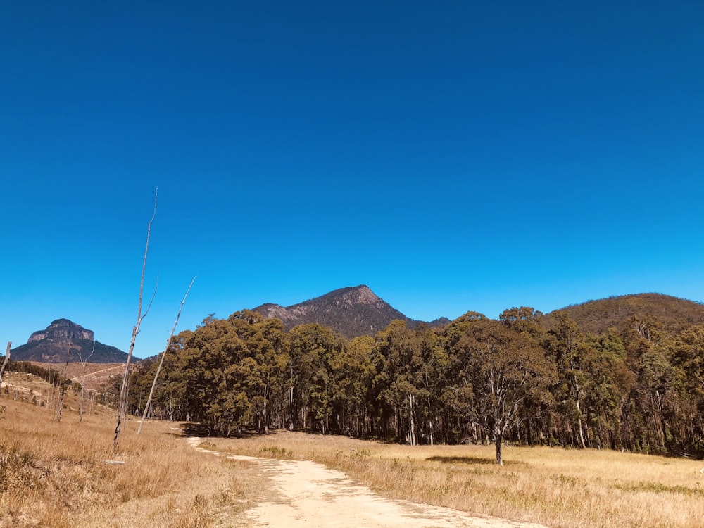 green trees on brown field under blue sky during daytime