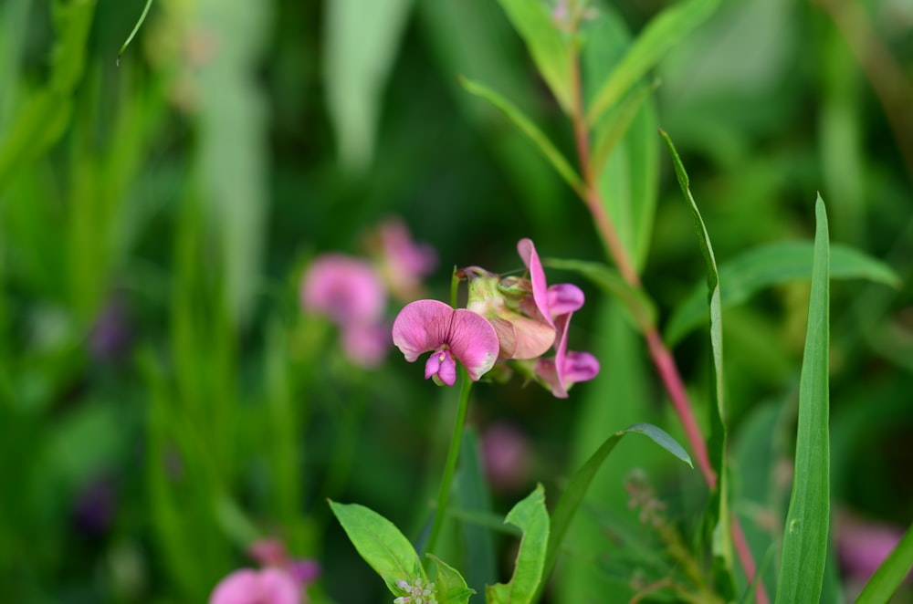 purple flower in tilt shift lens