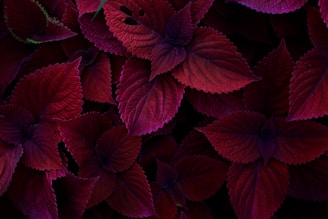 red flowers with green leaves