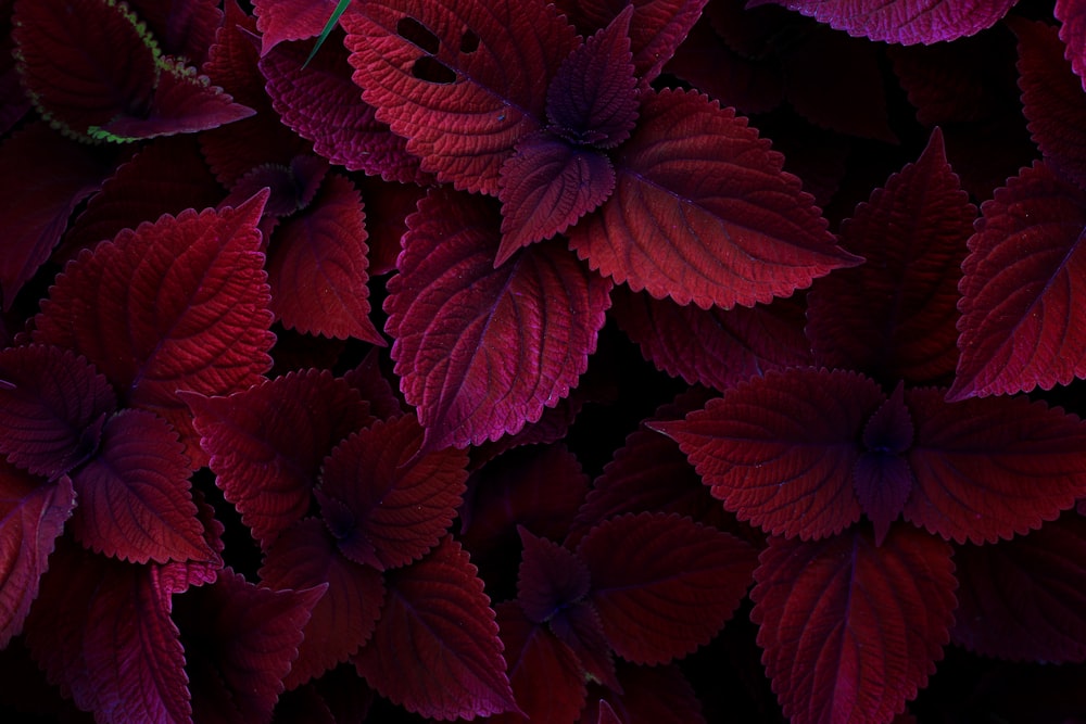 red flowers with green leaves