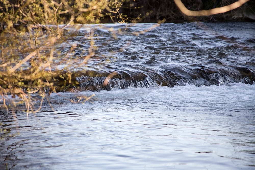 water flowing on brown tree trunk during daytime