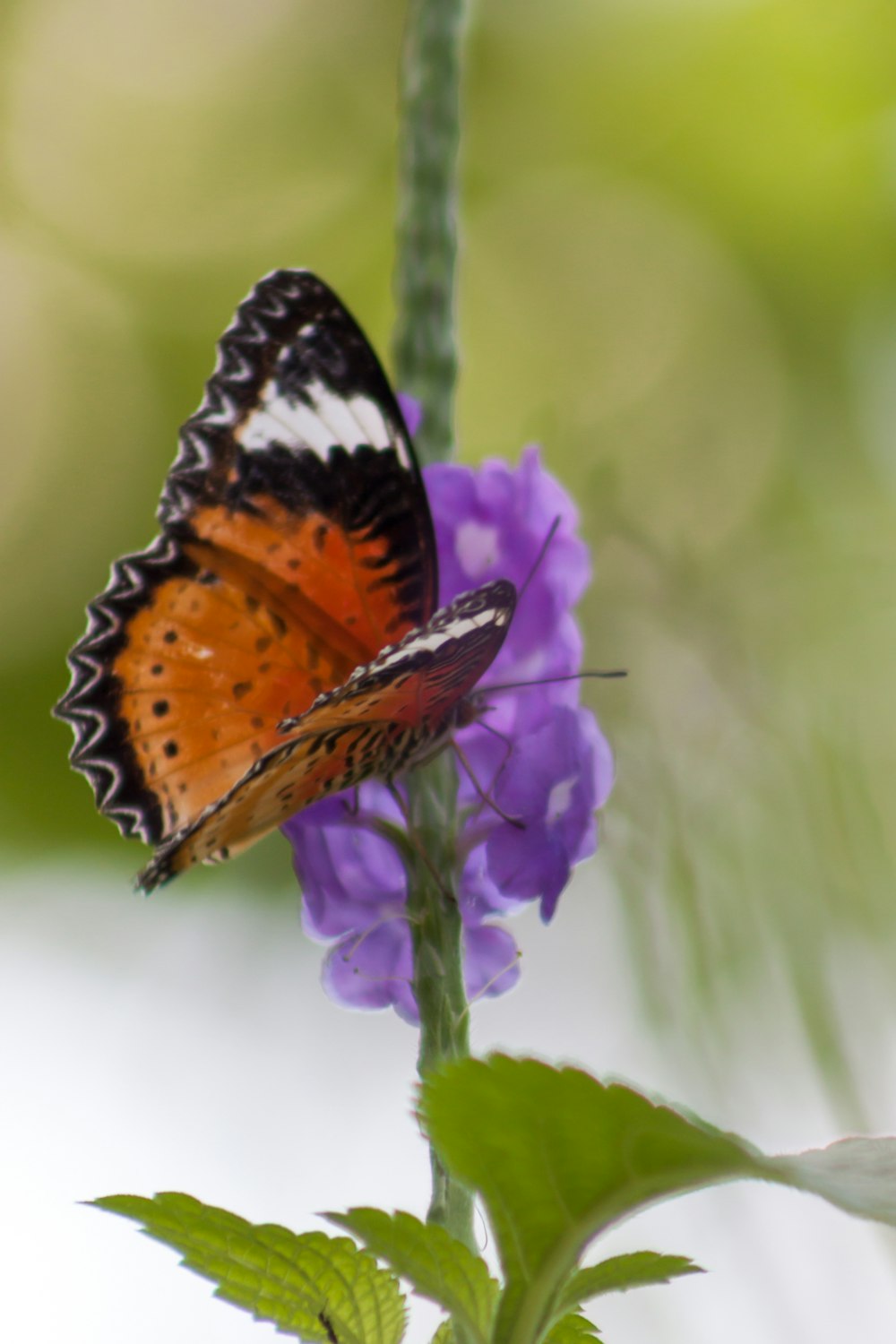 紫色の花にとまる茶色と黒の蝶が日中のクローズアップ写真で