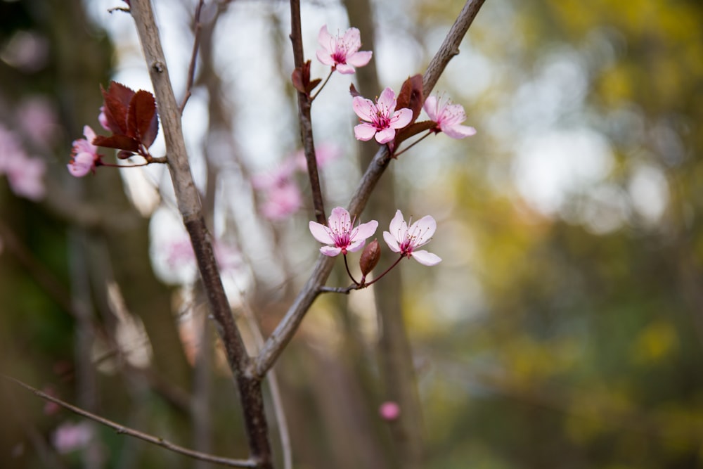 brown and black butterfly perched on pink flower in close up photography during daytime