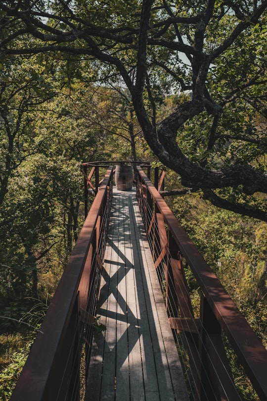 brown wooden bridge in forest during daytime in Provence France