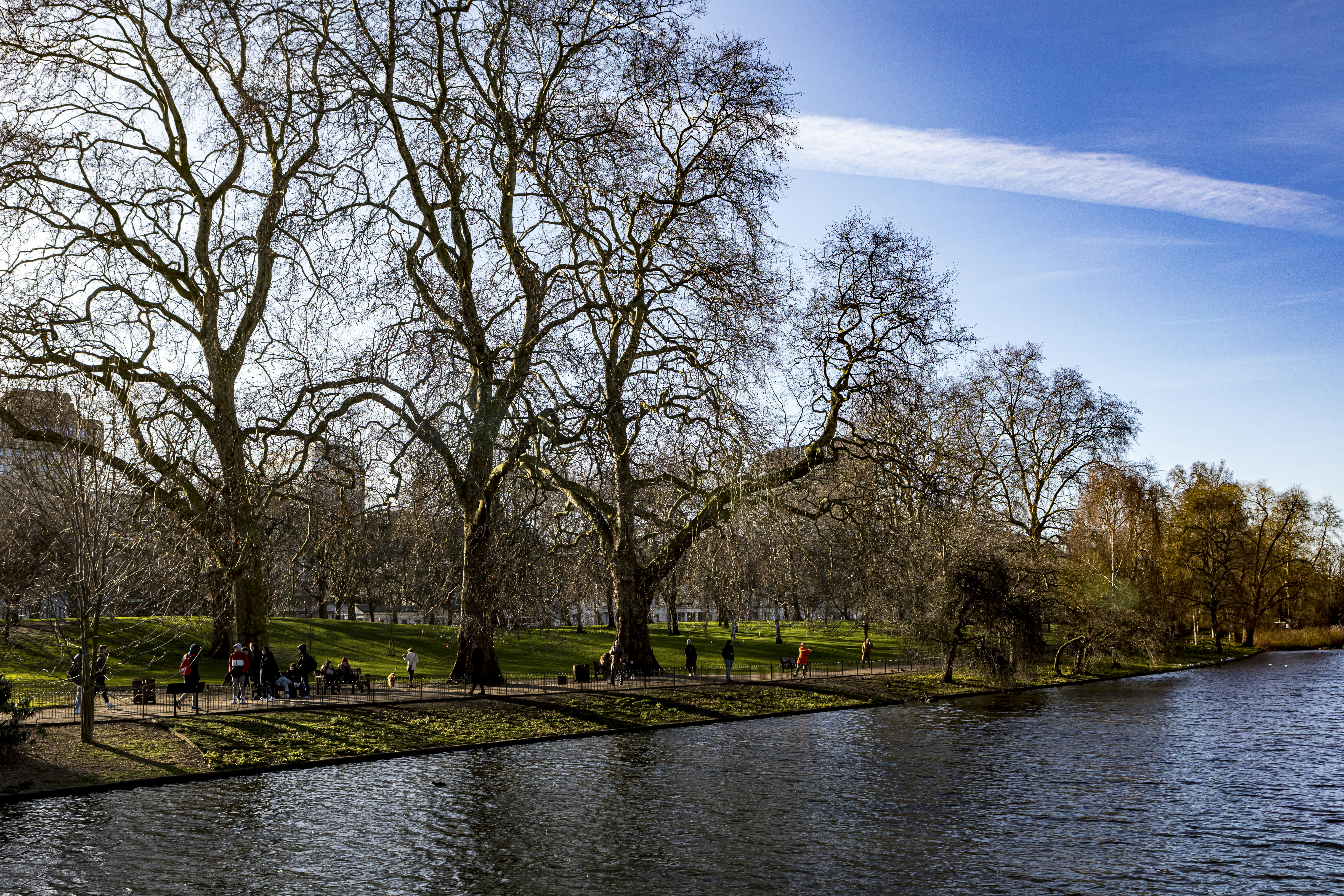 Trees, pond, nature and park scenes from St James Park, London, England, UK. January 2020.