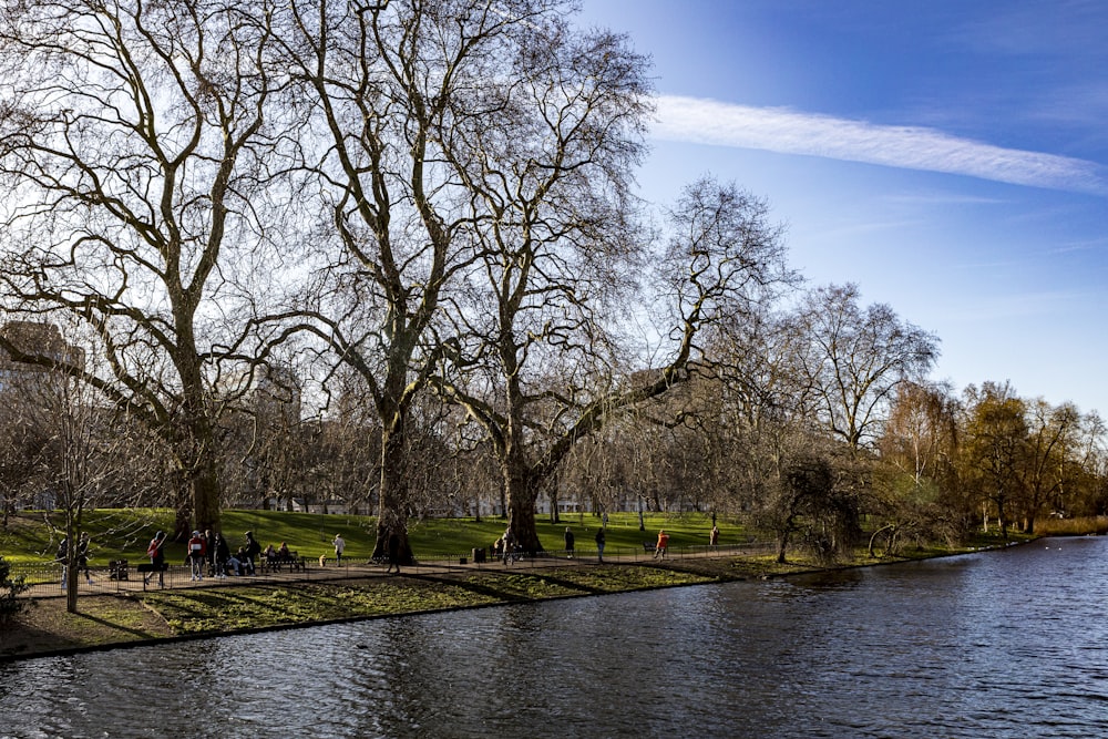 leafless trees near river under blue sky during daytime