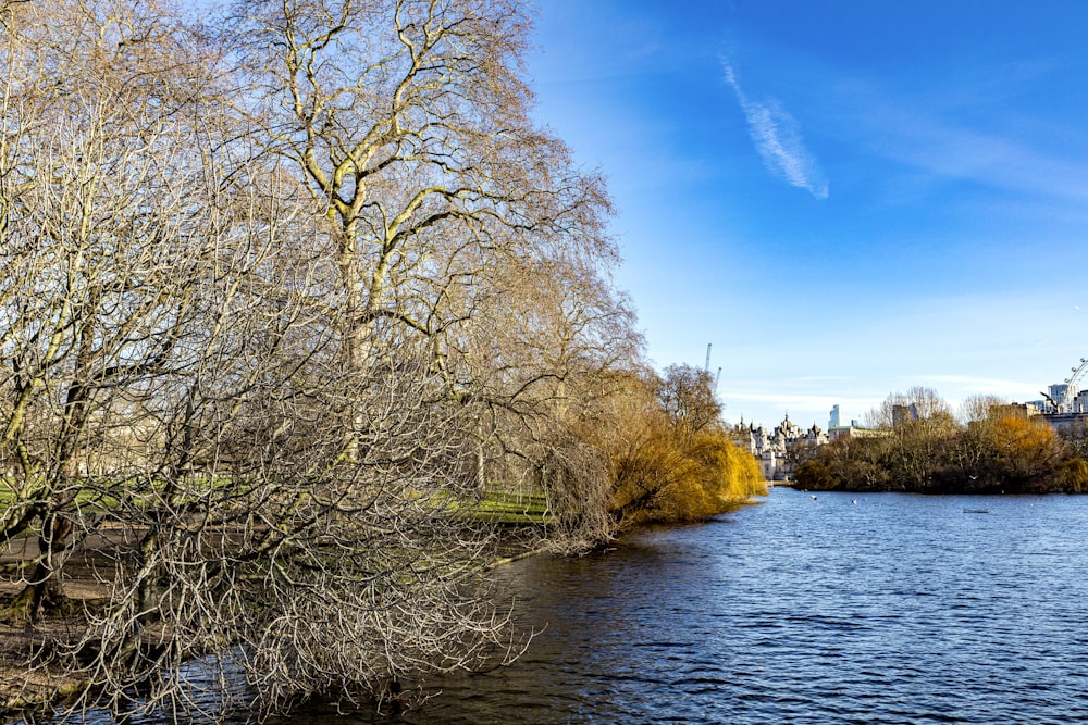 brown trees beside river under blue sky during daytime