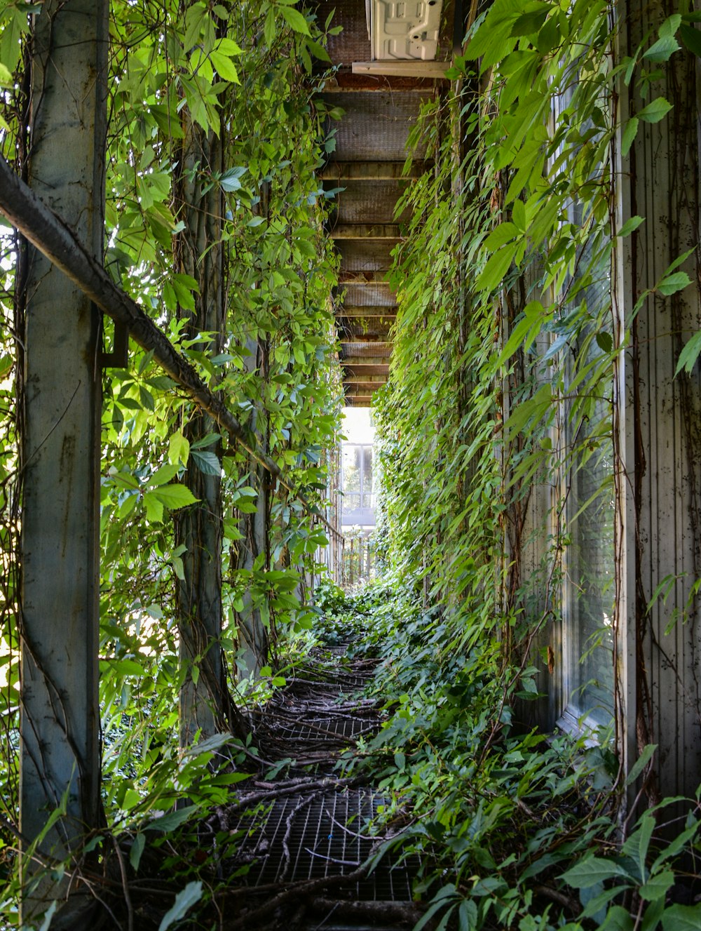 green leaves on brown wooden pathway