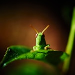 green grasshopper on green leaf in close up photography