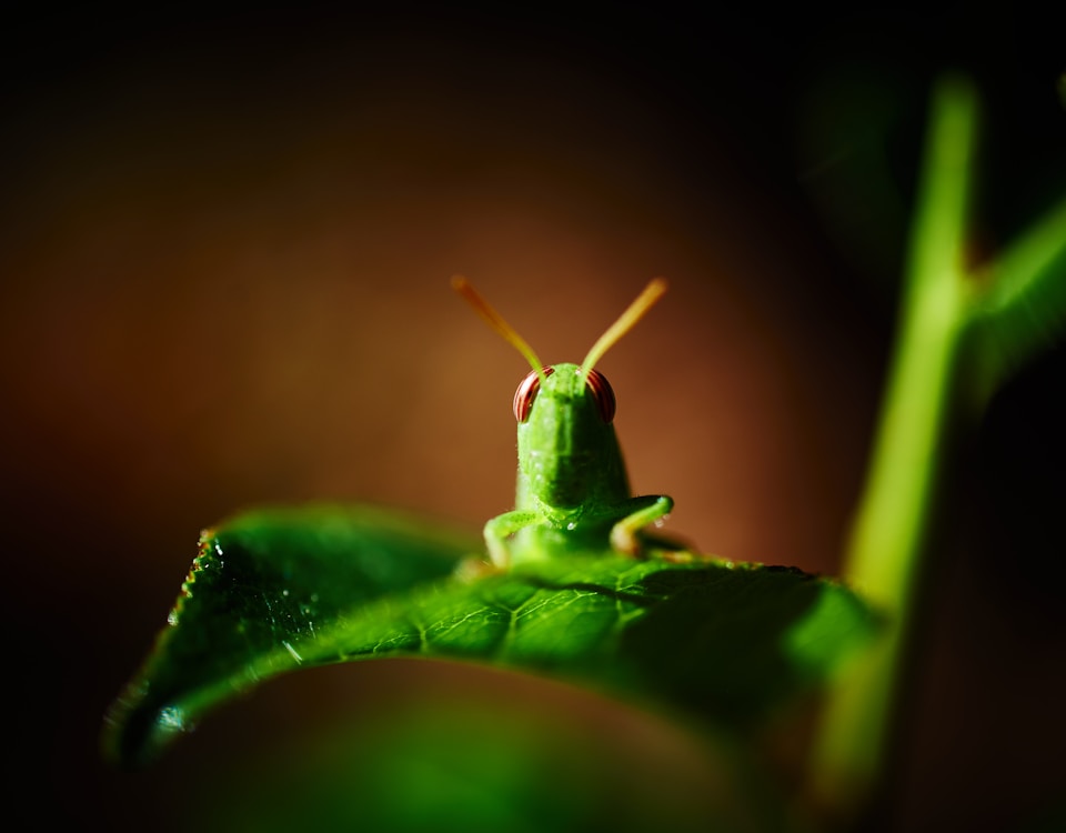 green grasshopper on green leaf in close up photography