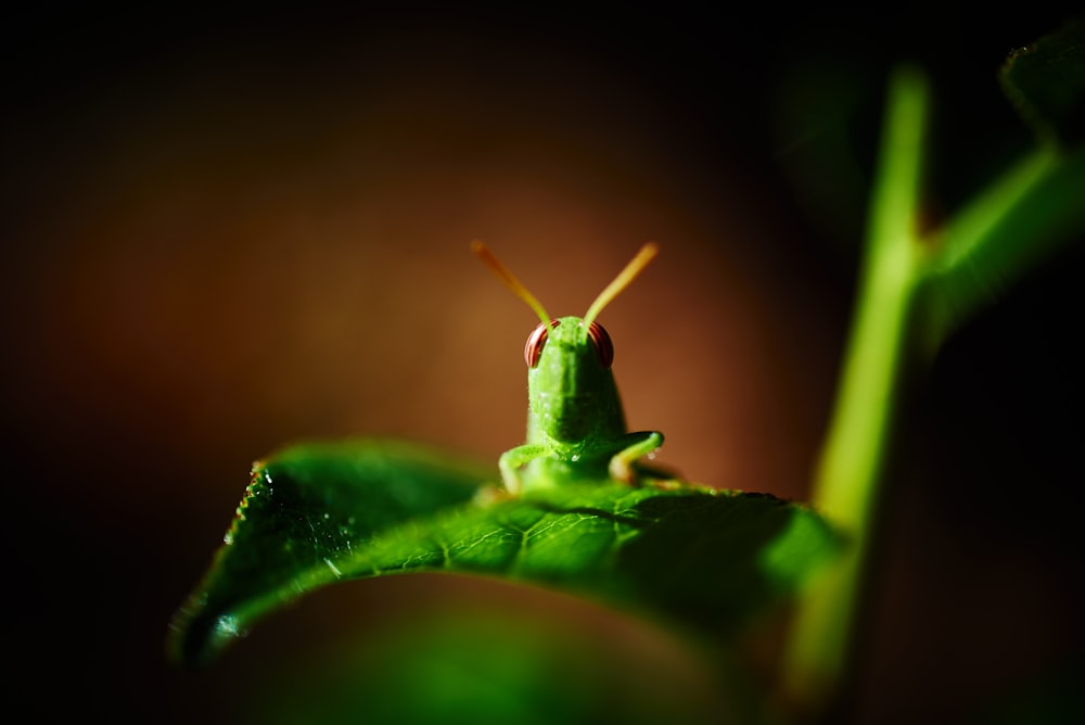 sauterelle verte sur feuille verte en gros plan