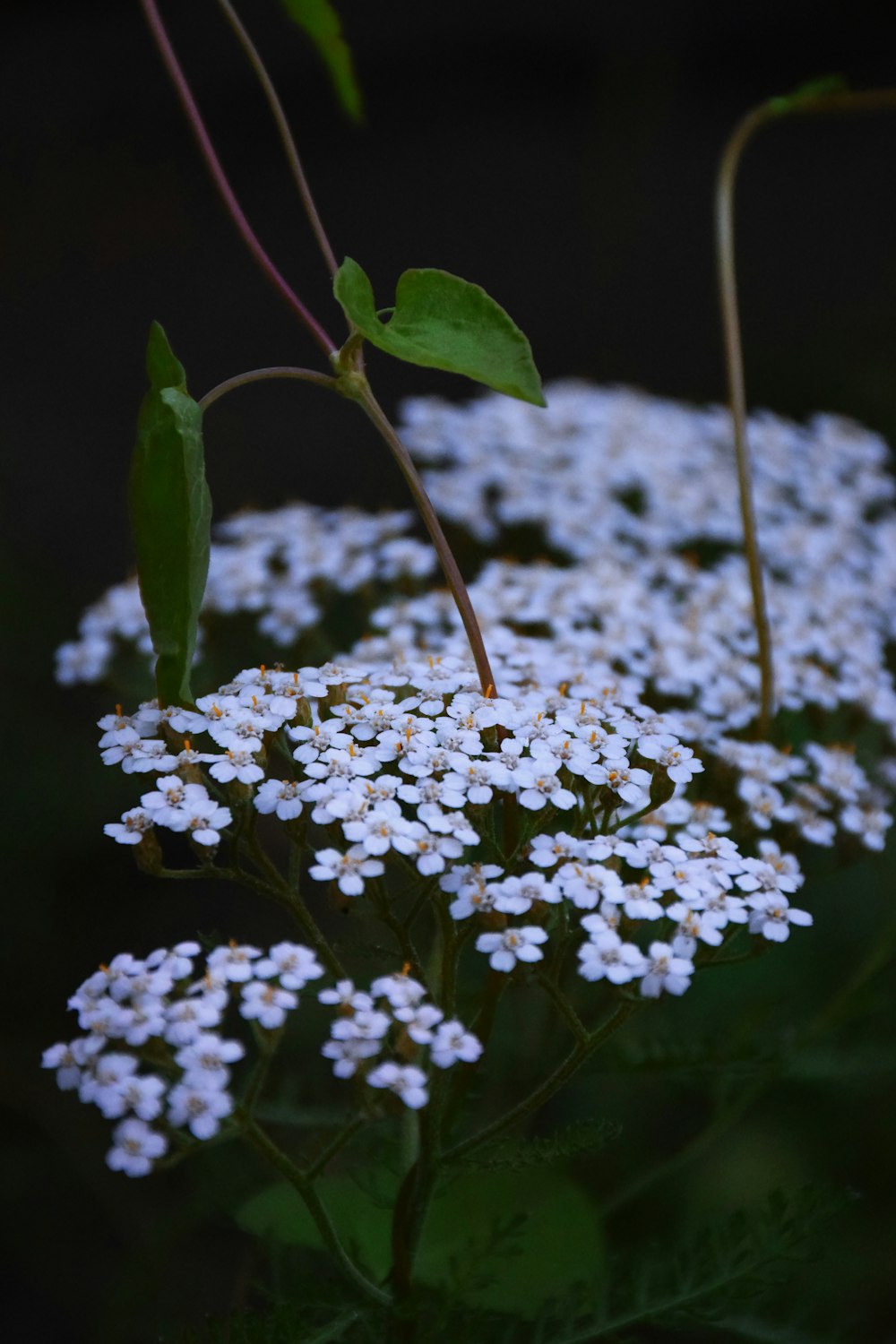 white flowers on green grass