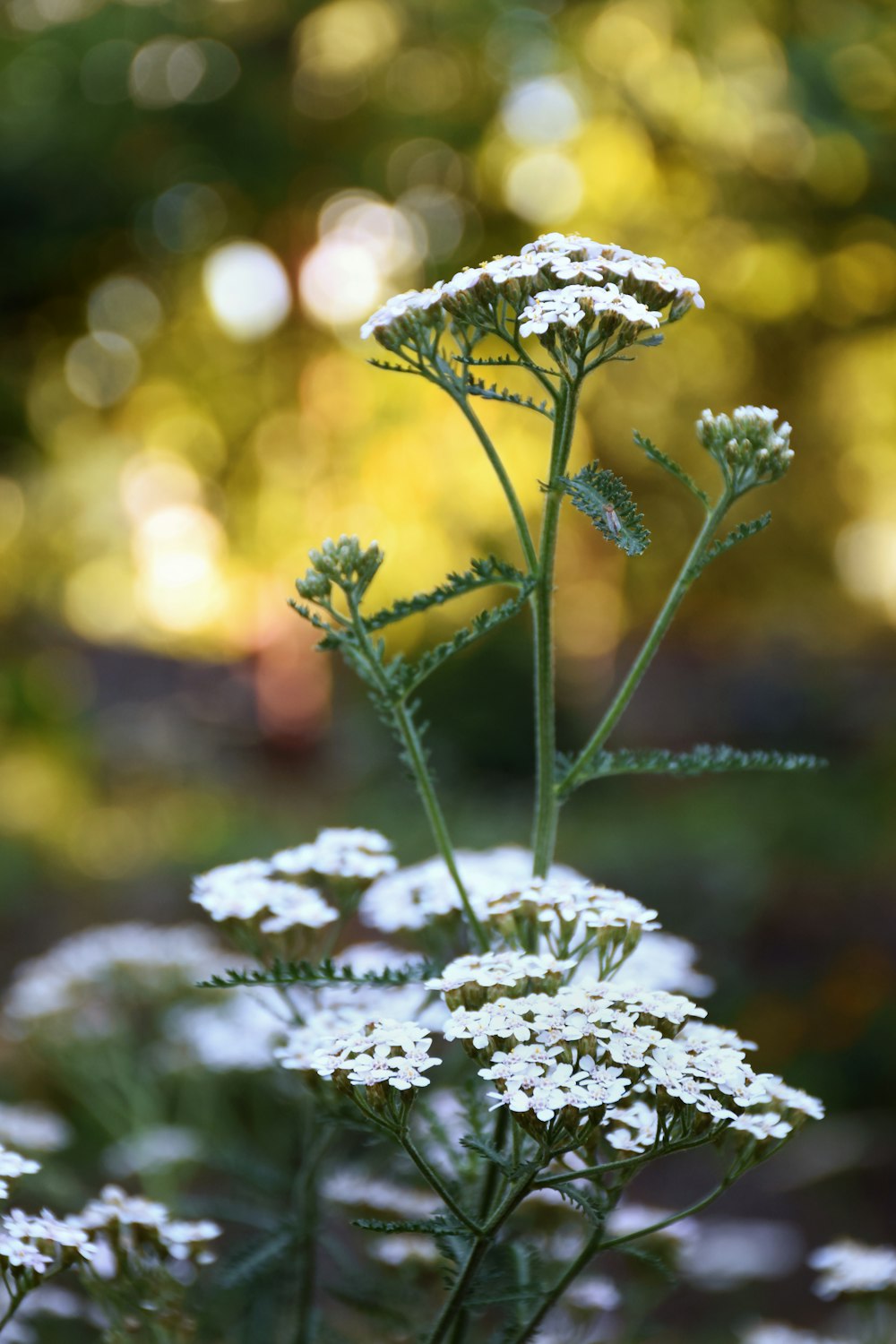 white flowers in tilt shift lens