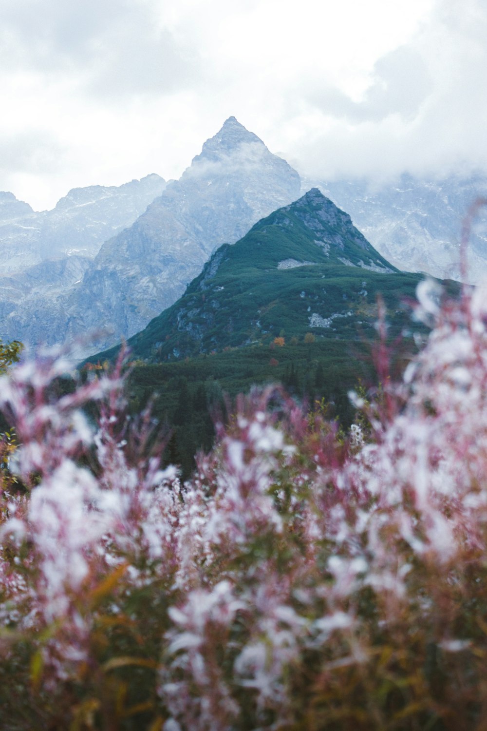 fiori rosa vicino alla montagna durante il giorno