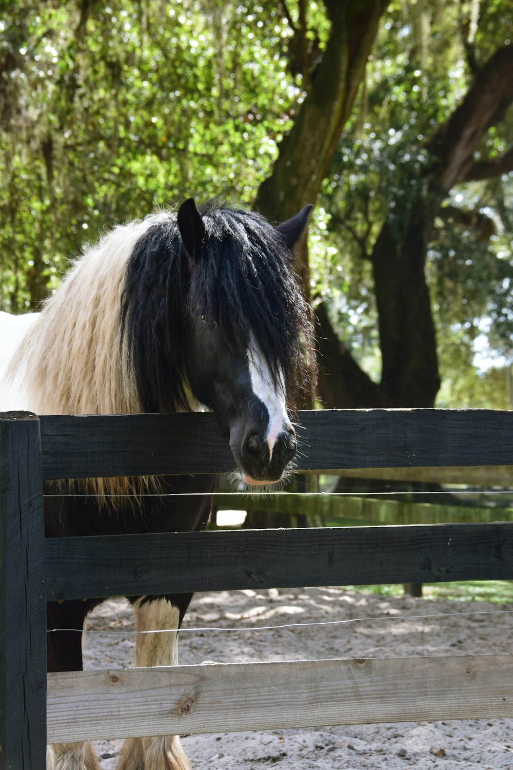 white and black horse on brown wooden fence