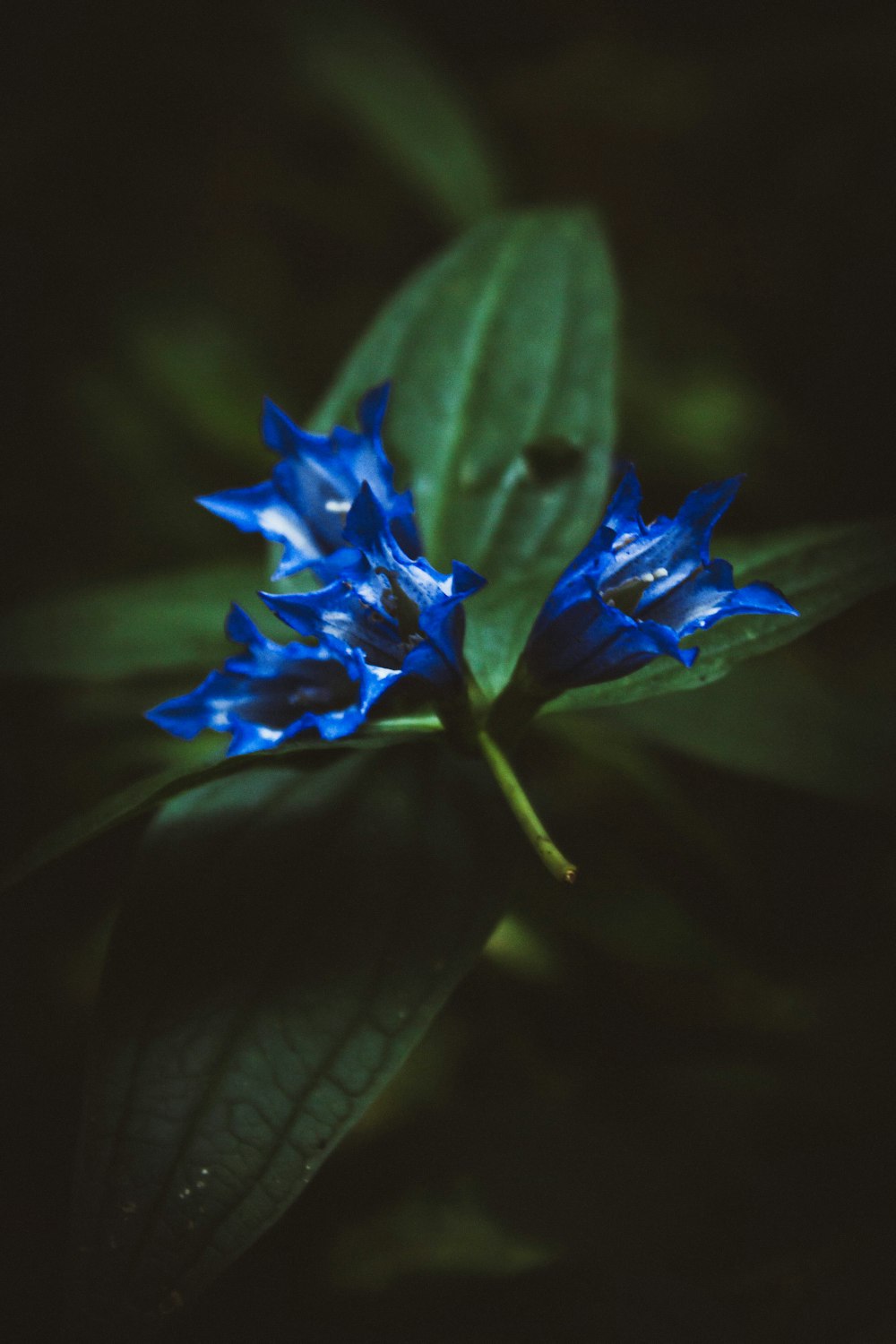 blue flower in macro shot