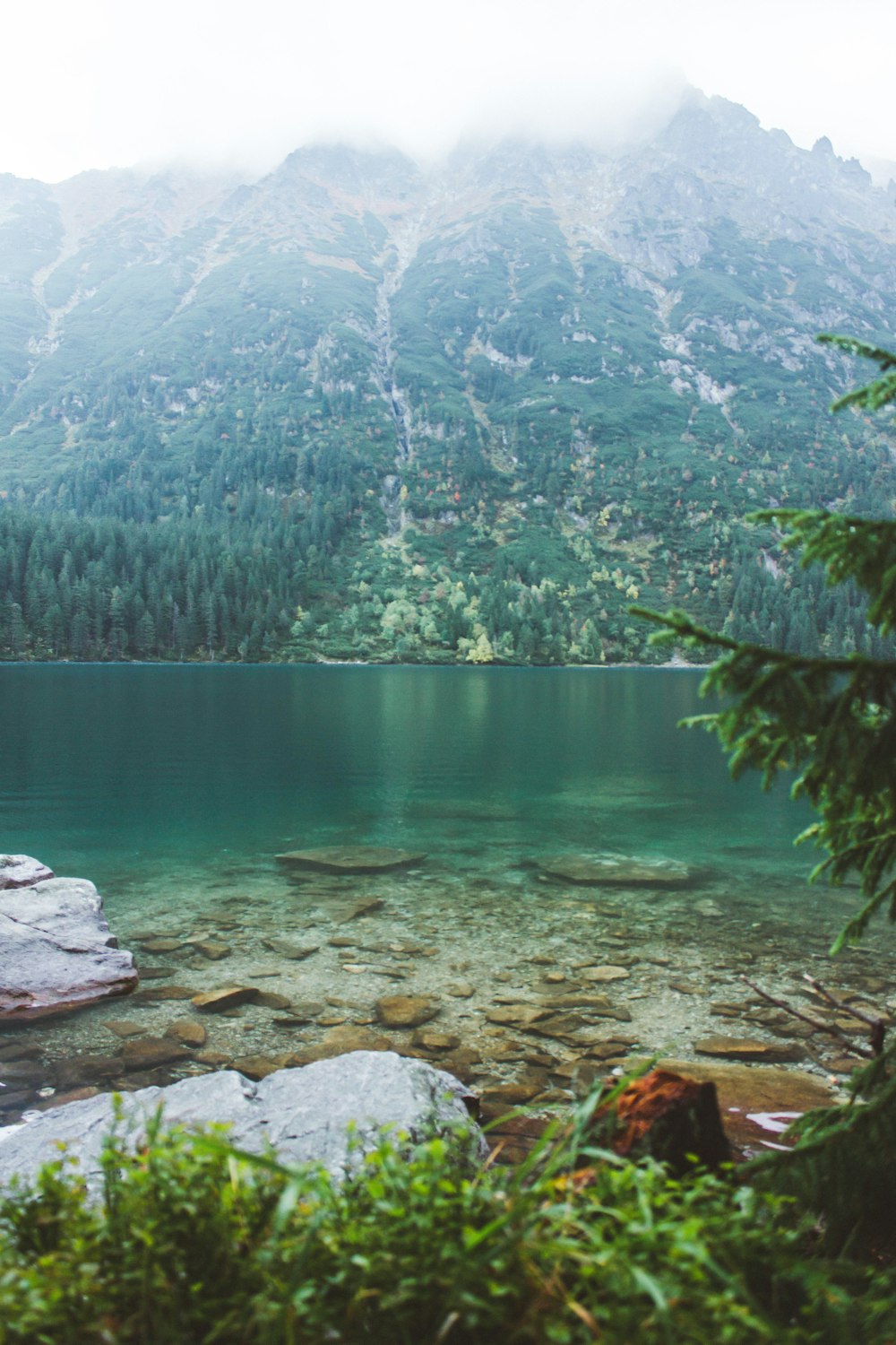 green lake surrounded by green trees during daytime