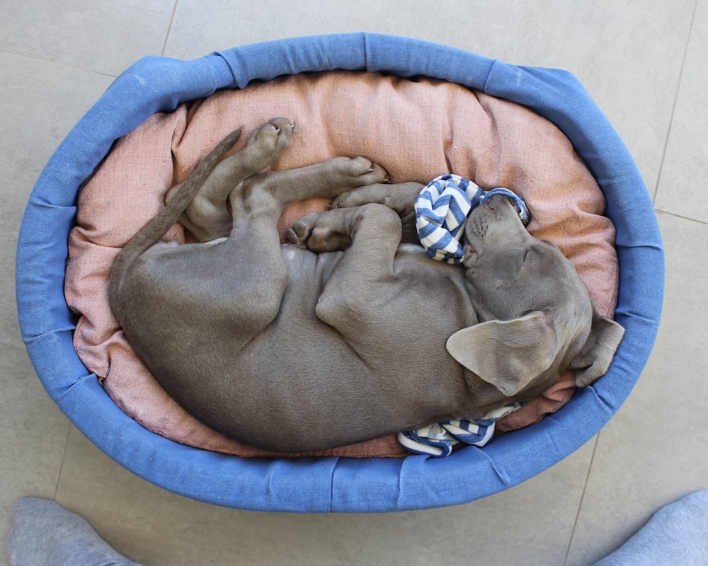 brown short coated dog lying on blue pet bed