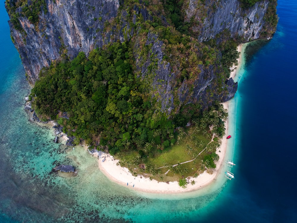 aerial view of green trees near body of water during daytime