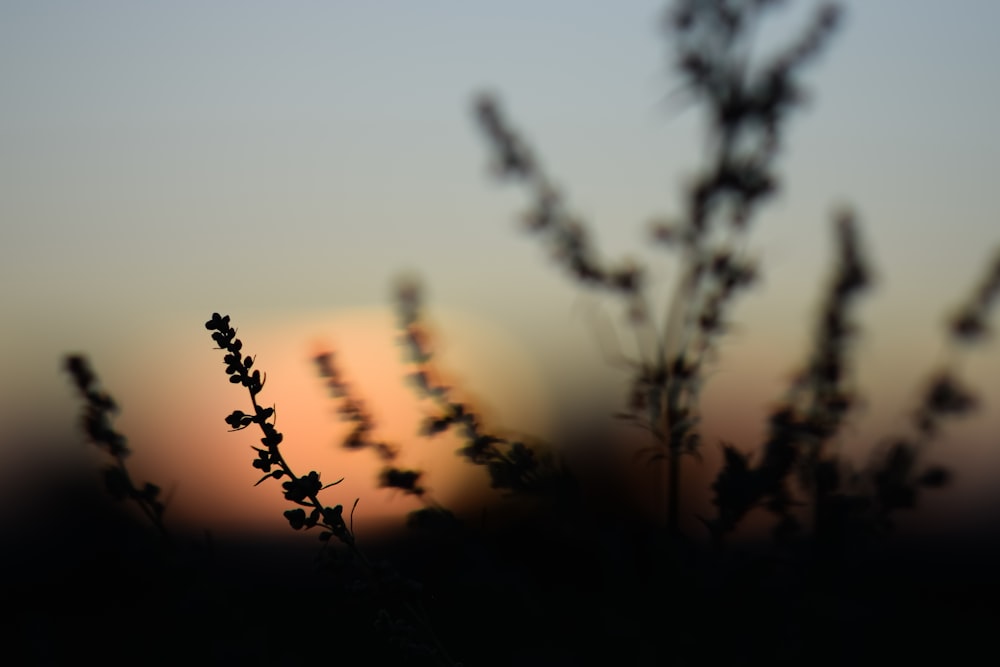 silhouette of plants during sunset