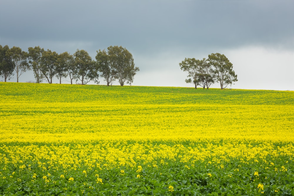 green grass field with green trees during daytime