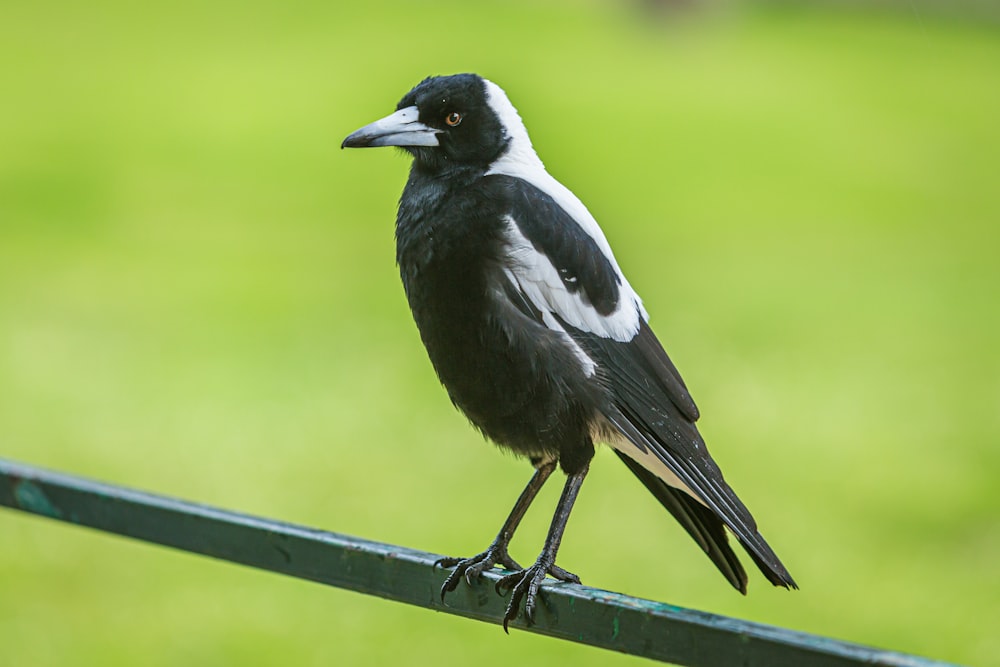 pássaro preto e branco na cerca de madeira marrom durante o dia