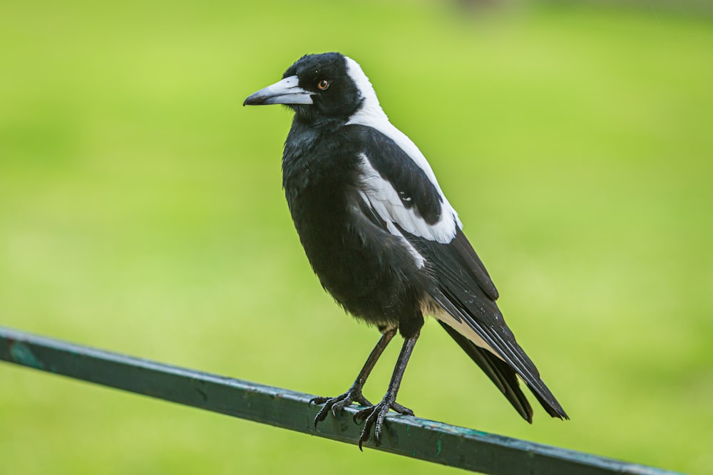 black and white bird on brown wooden fence during daytime