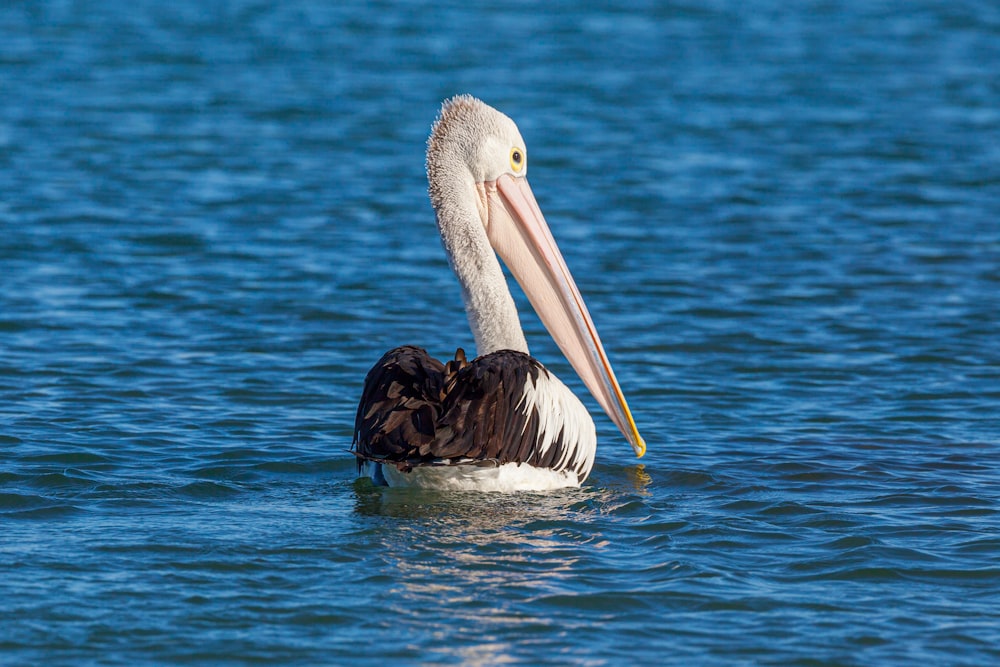 white pelican on body of water during daytime