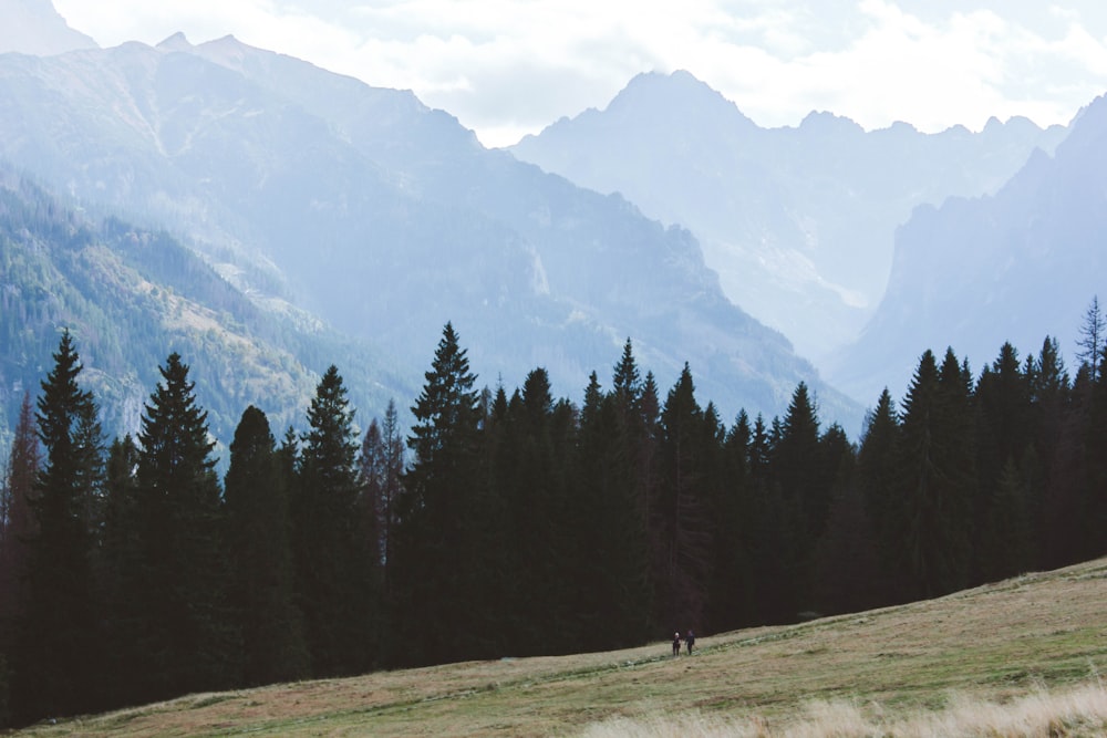 green pine trees near mountain during daytime