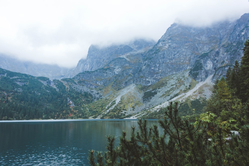 Grüne Bäume in der Nähe von See und Berg tagsüber