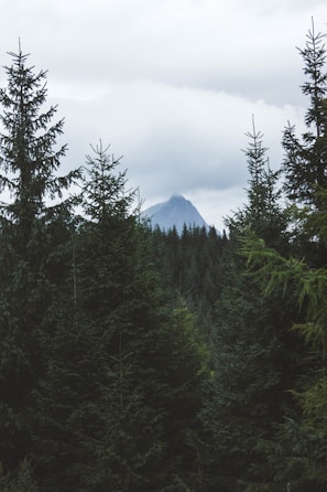 green trees near mountain under white clouds during daytime