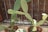 A green cactus plant with large, flat paddles growing in a terracotta pot. The plant is situated in front of a brown wooden fence, and there are two pots visible, suggesting an outdoor or garden setting.