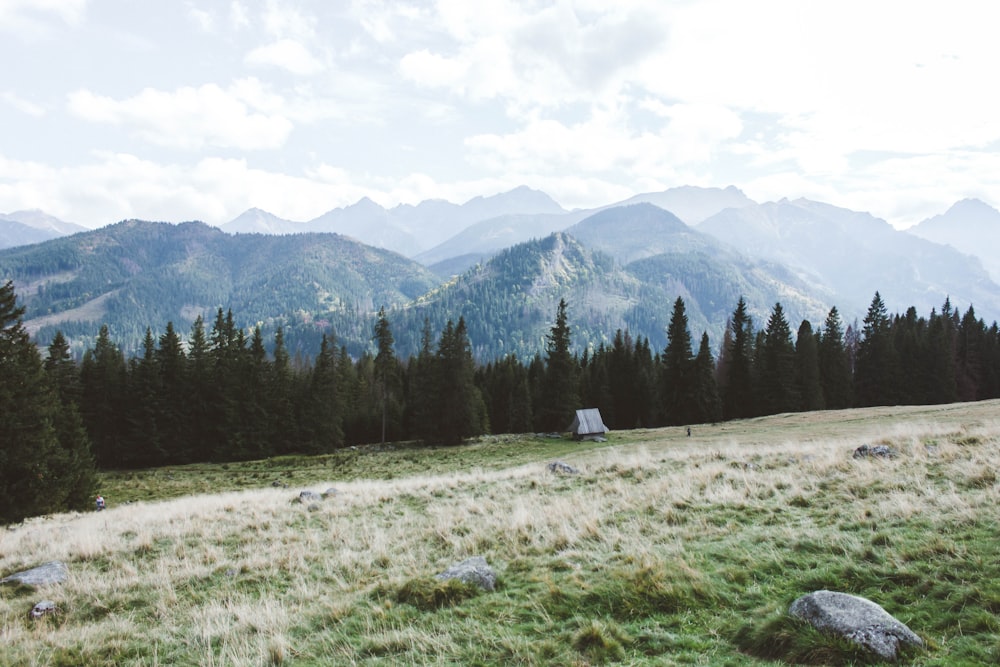 green pine trees on green grass field near mountain under white clouds during daytime