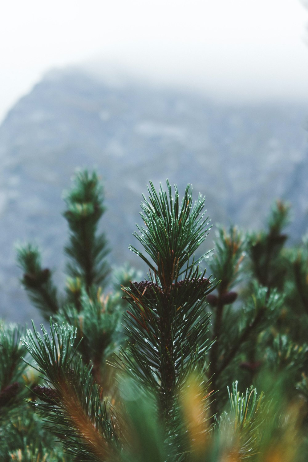 green pine tree during daytime