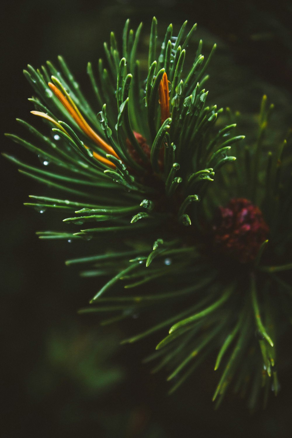 green and red plant in close up photography