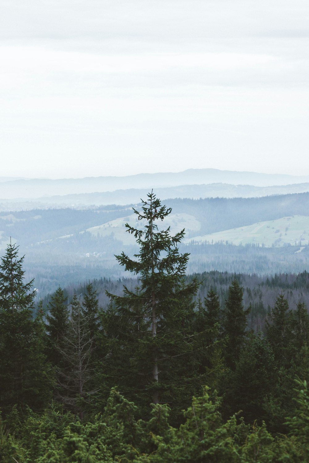 green pine trees on mountain during daytime