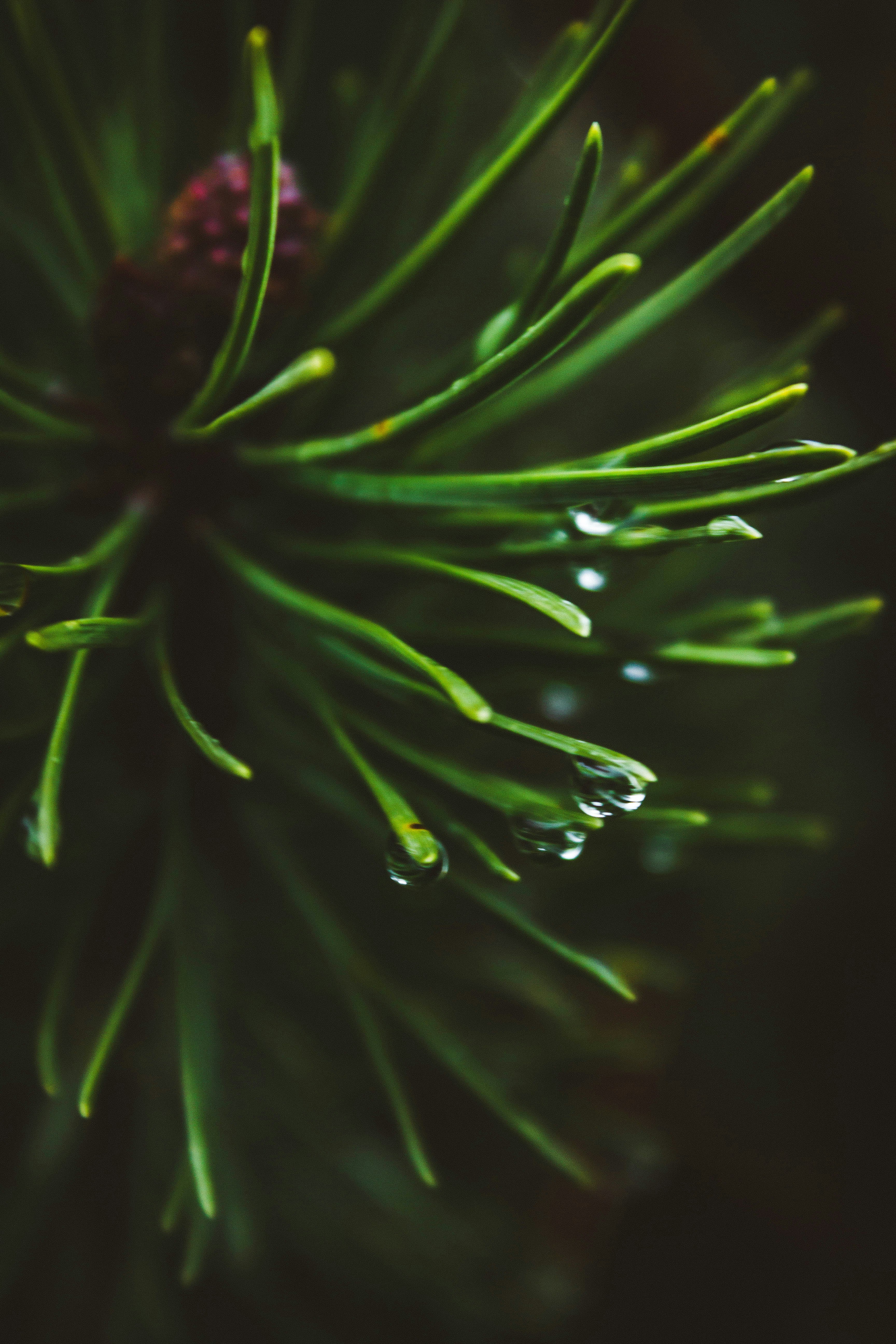 green plant with water droplets