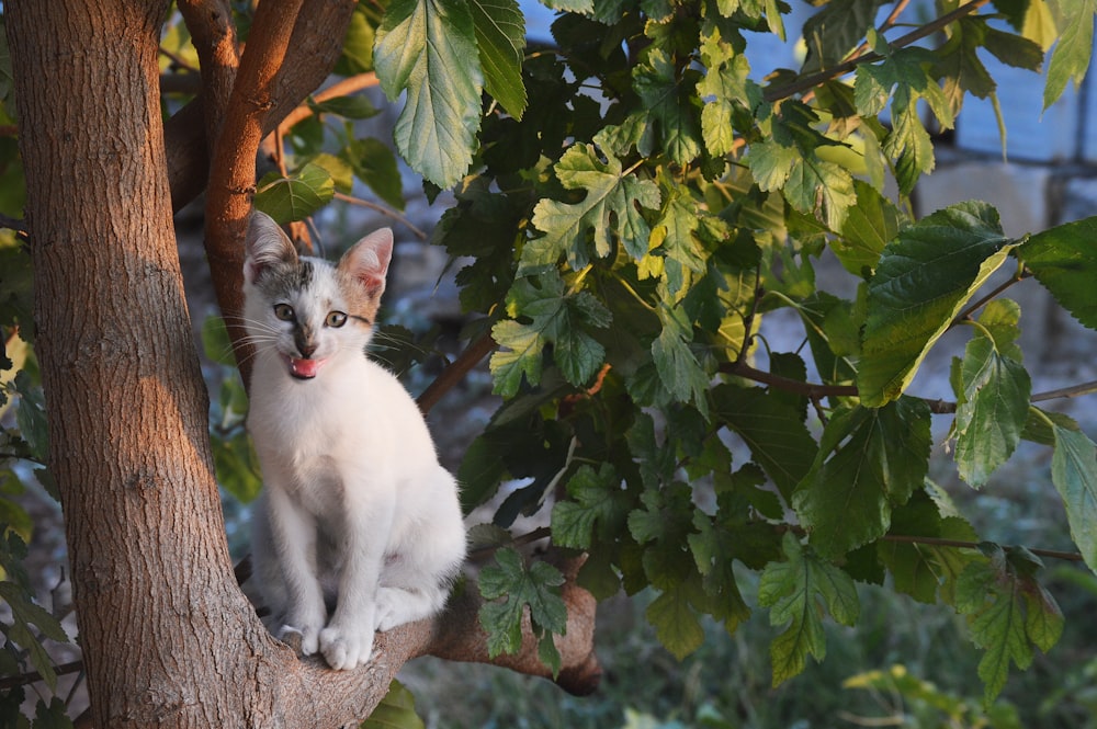 white cat on tree branch during daytime