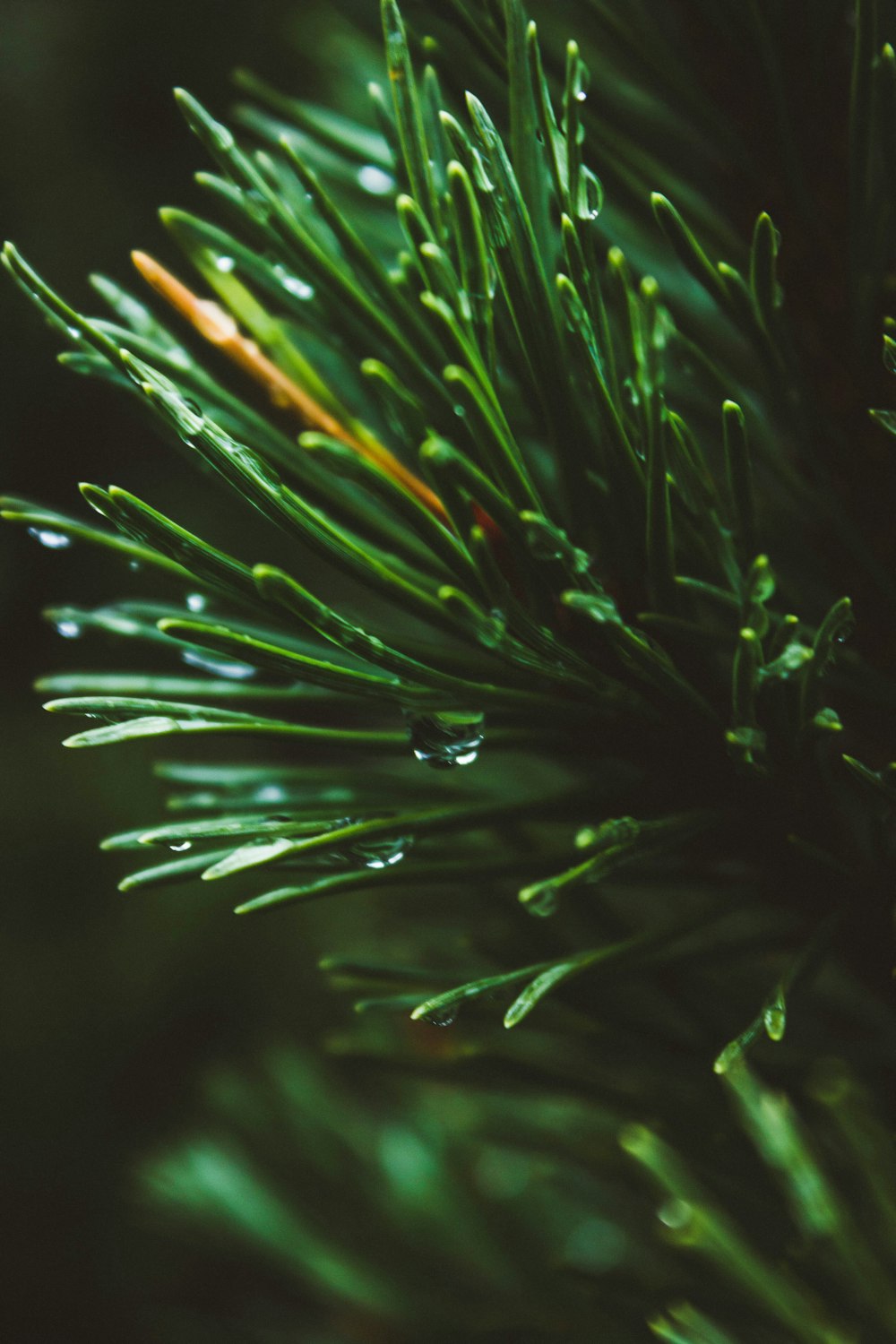 gotas de agua en una planta verde