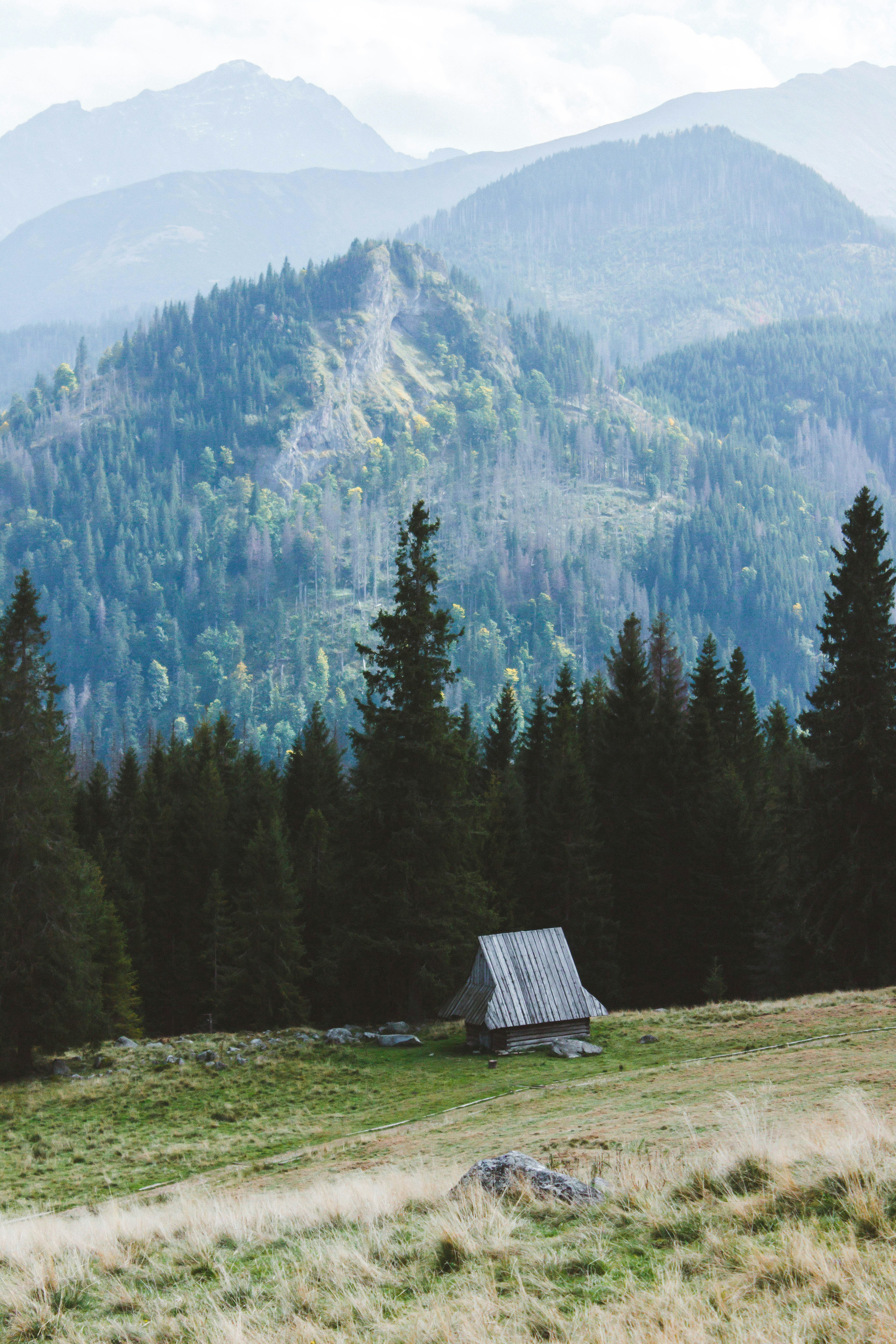 green pine trees near mountain during daytime